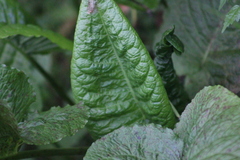 Rumex obtusifolius