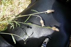 Centaurea pseudomaculosa