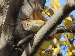 Tamiasciurus hudsonicus
