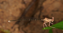 Pseudocopera ciliata