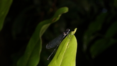 Onychargia atrocyana