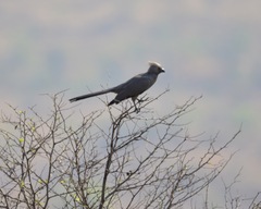 Corythaixoides concolor