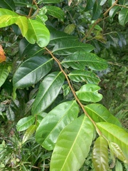 Glochidion ferdinandi