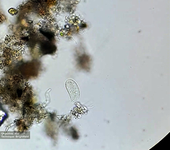 Ciliophora