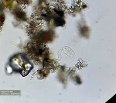 Ciliophora