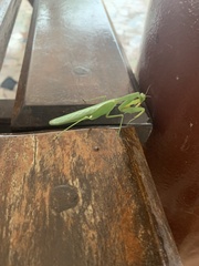 Mantodea