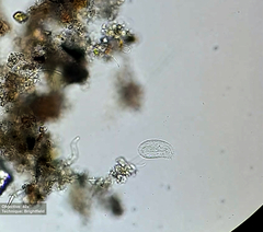 Ciliophora