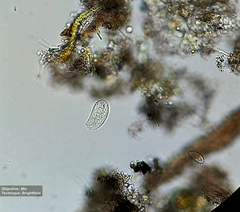 Ciliophora