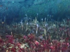 Ectopleura