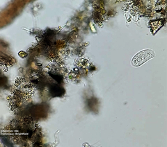 Ciliophora