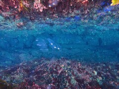 Ectopleura