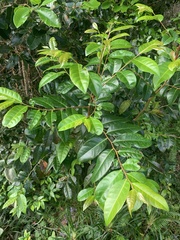 Glochidion ferdinandi