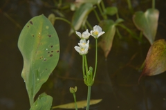Echinodorus cordifolius