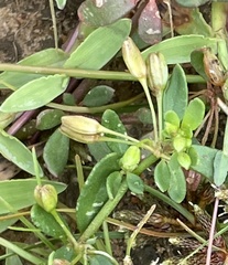 Glinus oppositifolius