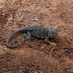Crotaphytus collaris