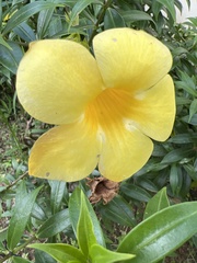 Allamanda cathartica