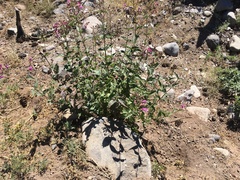 Nothochelone nemorosa