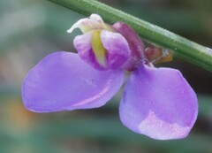 Comesperma scoparium