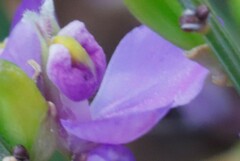 Comesperma scoparium