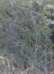 Comesperma scoparium