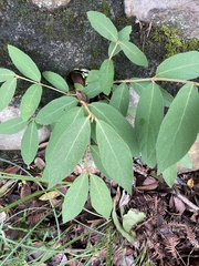 Callicarpa formosana formosana