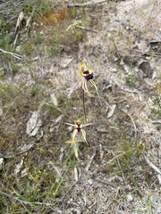 Caladenia stricta
