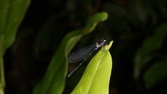 Onychargia atrocyana