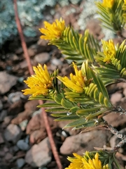 Pteronia fasciculata