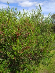 Dodonaea viscosa spatulata