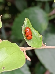 Cryptocephalus