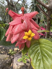 Mussaenda philippica