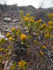 Pteronia fasciculata