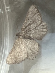 Rhoptria asperaria