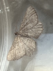 Rhoptria asperaria