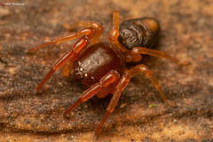 Trachelidae