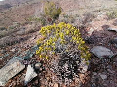 Pteronia fasciculata