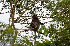 Trachypithecus cristatus