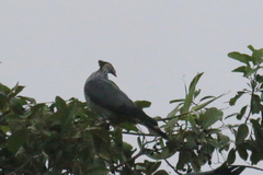 Lopholaimus antarcticus