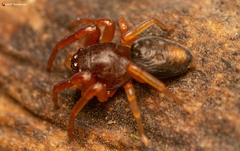 Trachelidae