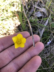 Ranunculus lappaceus