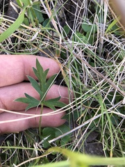 Ranunculus lappaceus
