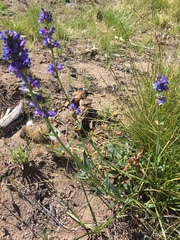 Penstemon euglaucus