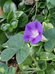 Ipomoea purpurea