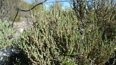 Psammotropha