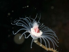Ectopleura