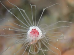 Ectopleura