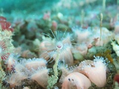 Ectopleura