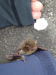 Pipistrellus abramus