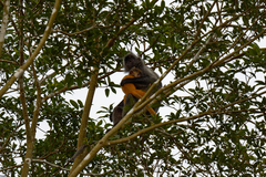 Trachypithecus cristatus