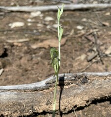 Pterostylis planulata